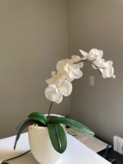 Nancy Lavergne