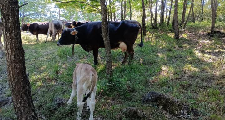 Little diary milk farming
