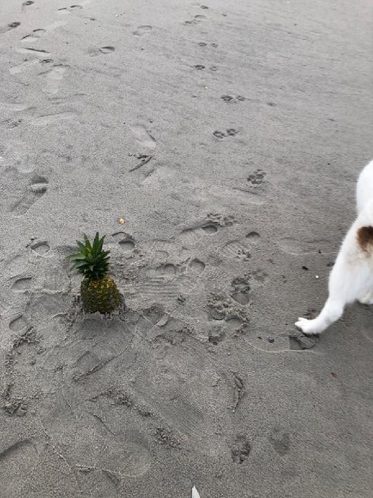 L Weinberg-Moskowitz