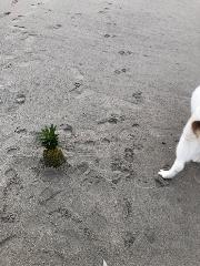 L Weinberg-Moskowitz