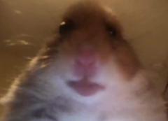 Test Test
