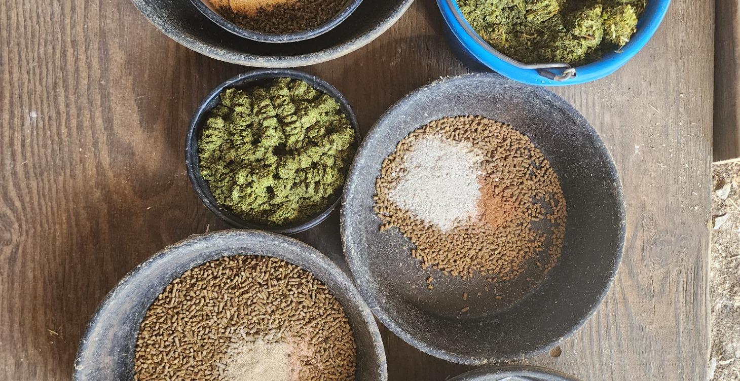 Let's feed some horses!