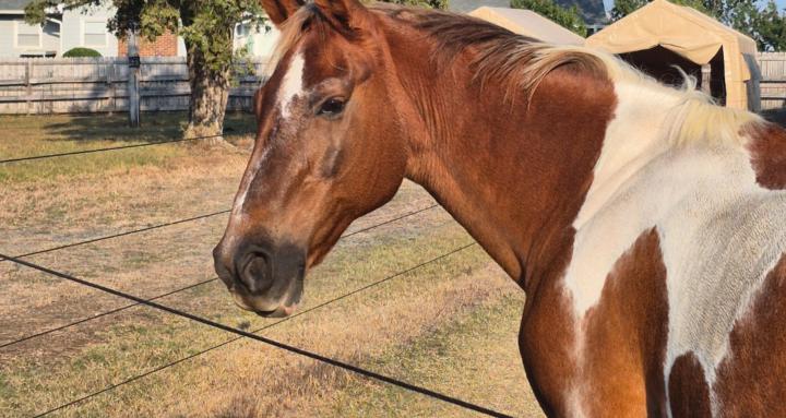 The Educated Equestrian NC