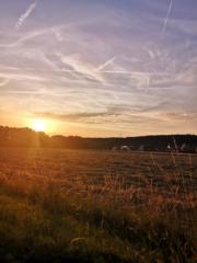 Sybille Oberender