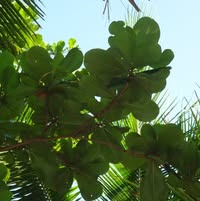 Yeefong Lam