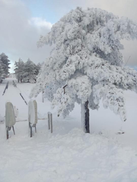 Maria Carmen Roqueta Corral