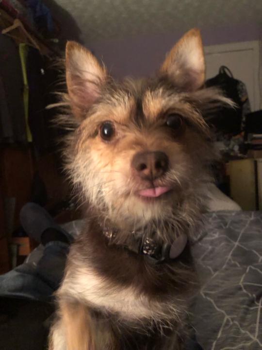 Andy Glass Sneckwrench