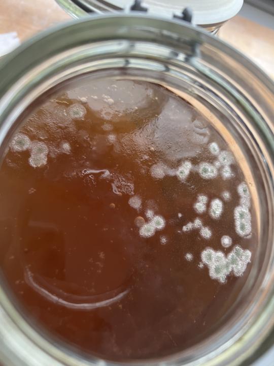 Kombucha ammuffito o no?