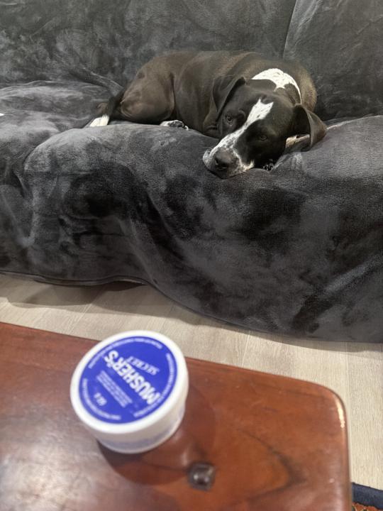 Paw patrol The Mushers Secret 🤫 