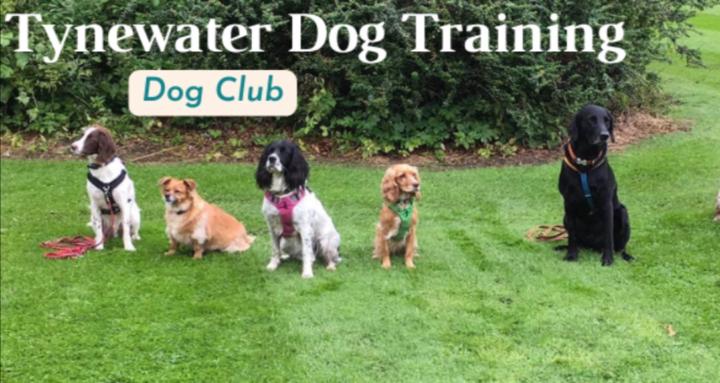 Tynewater DogTraining Dog Club