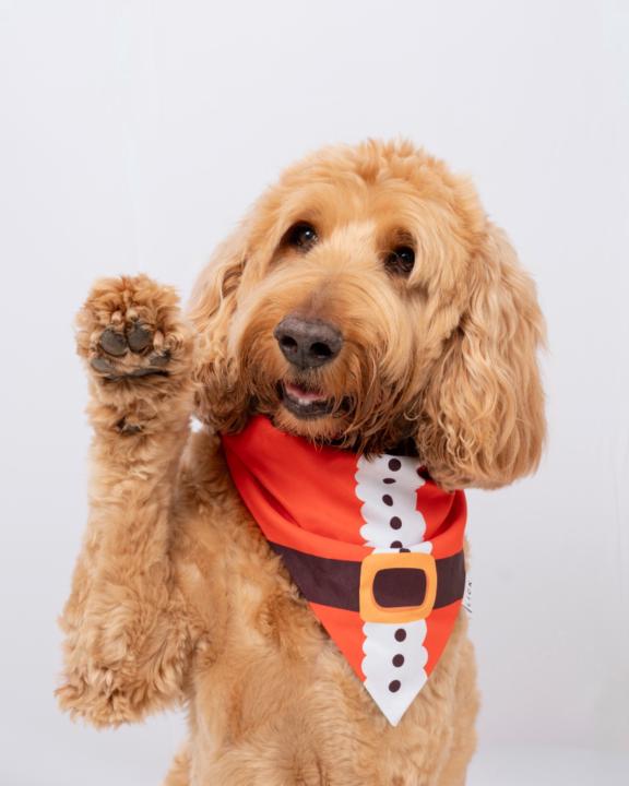 Michel Gabriel Figarella Polanco