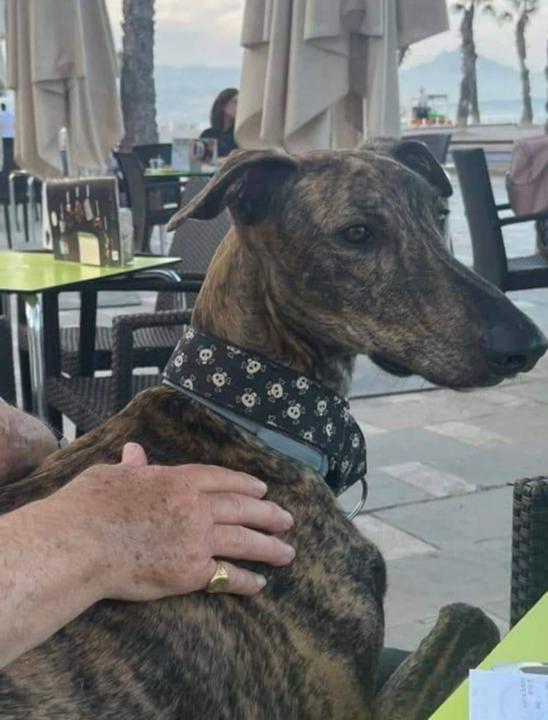 Carmen Concepción Gil Ortega