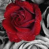 Gulshan Umair