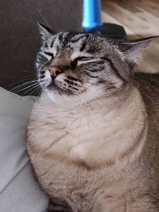 K Jo