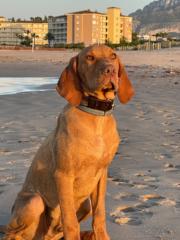 Joseph Bitar
