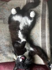 Misael Gerson Mamani Duran