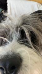 Κωνσταντίνα Χρυσοχοϊδου