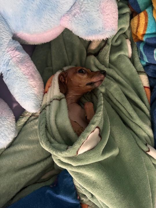 Ana Sofía Salas caro