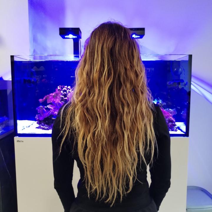 Isabelreef Vega