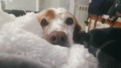 Tsuyu González Fortunato