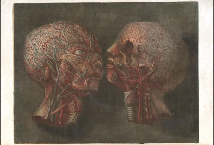 Anatomie de la tête (1748)