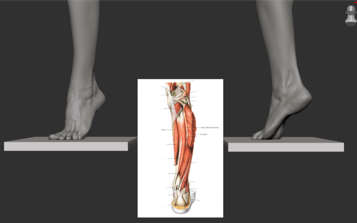 🎨 New project underway! Anatomical model of the foot and lower leg in ZBrush.