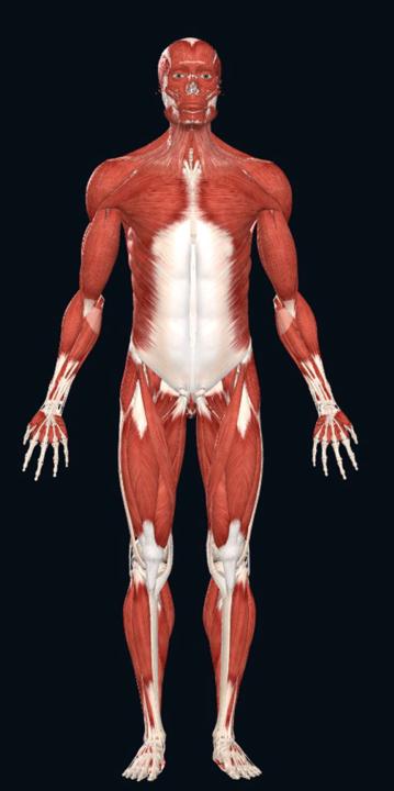 Stop Inflating Your Muscles / Deja de inflar los músculos