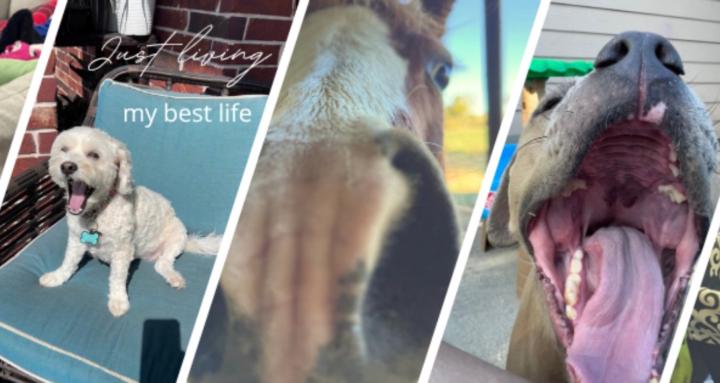 Structured Pet Care Academy