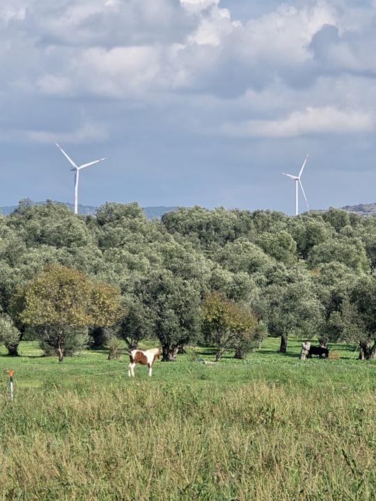 Ayvalık’ta Ot Toplama Rehberi: Doğadan Sofraya Bilinçli Yolculuk
