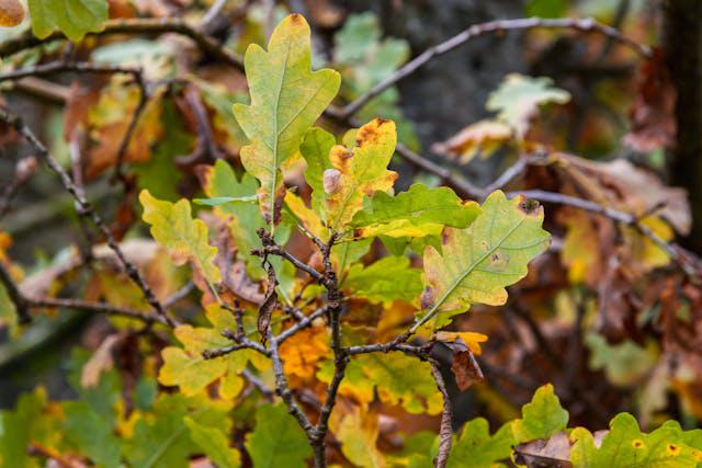 Zeytinliklerin Ardındaki Gerçek: Makiler, Yabani Türler ve Ekolojik Yapı