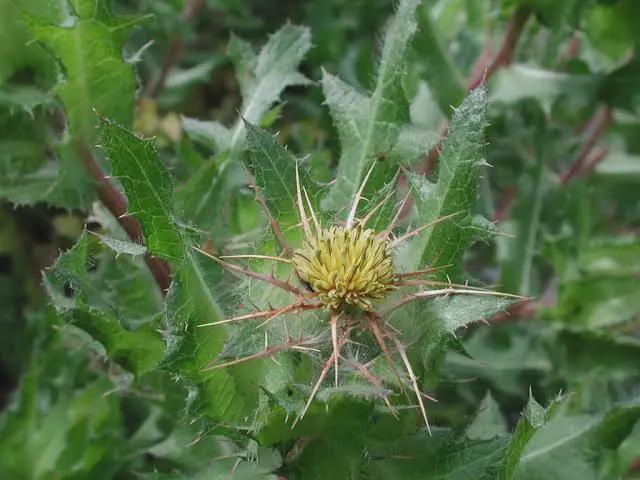 Şevketi Bostan: Ayvalık Mutfağının Asil ve “Zor Sevilen” Ot Kraliçesi