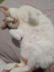 Migi Enny