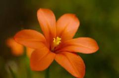 Flower Blowing
