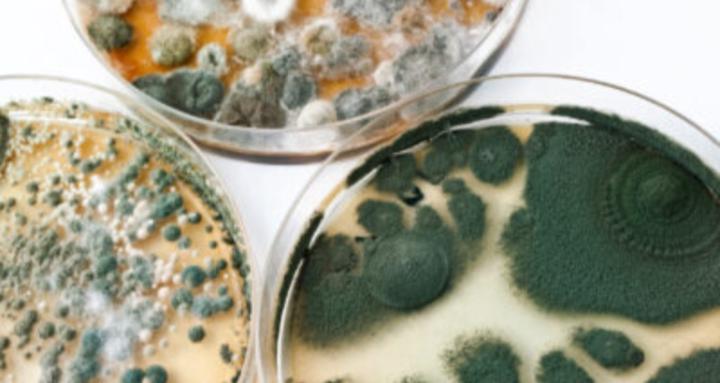 Mold Awareness Community