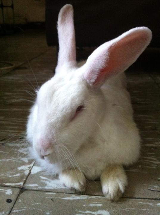 Cinthia Karina Salcedo Barona