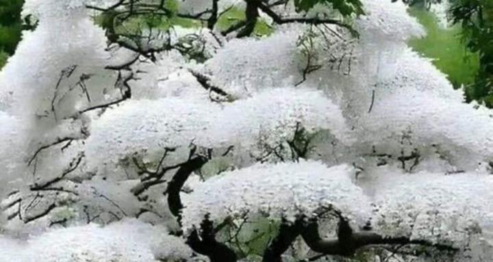 Gaia’s Heavenly Grace