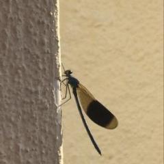 Dagmara Giermasinska