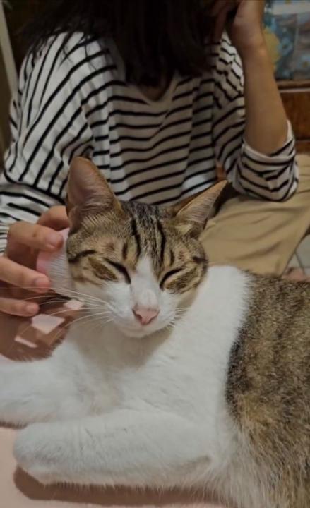 貓 小