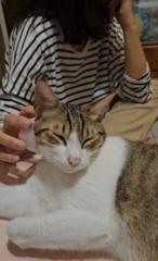 貓 小