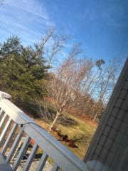 Carlos Rios Cardenas