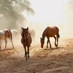 Juan Francisco Romero