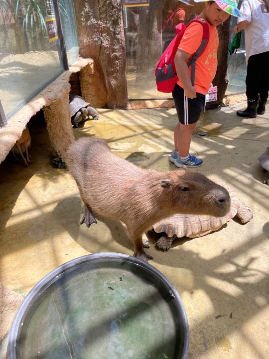 楊 惠文