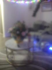 Marie camesuze Coris