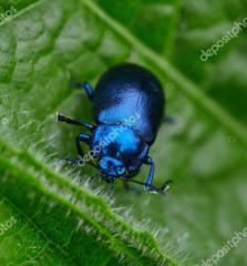 Rodrigo Alberto Bautista Medrano