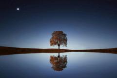 Matthew Rees