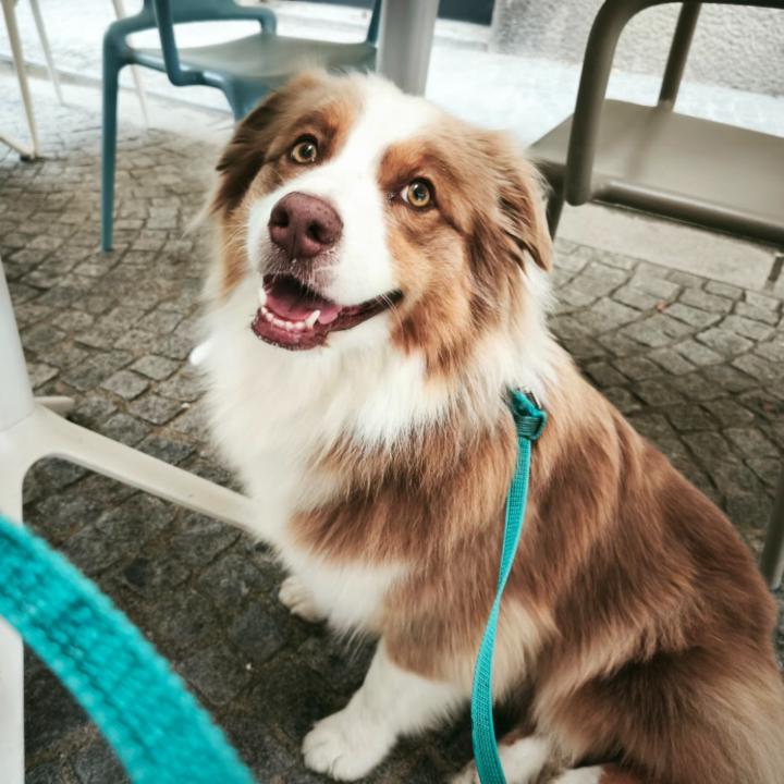 Alfredo Alessandrini