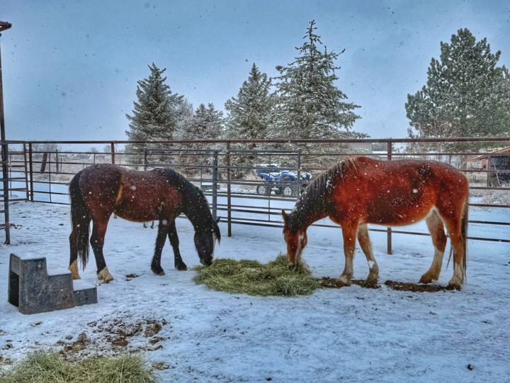 Today, we begin 🐴