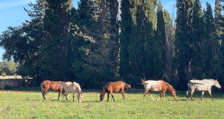 Undisciplined Horse People