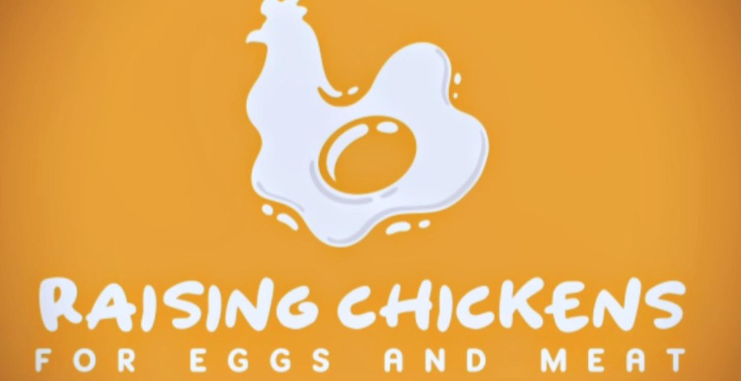 Raising chickens for eggs and meat