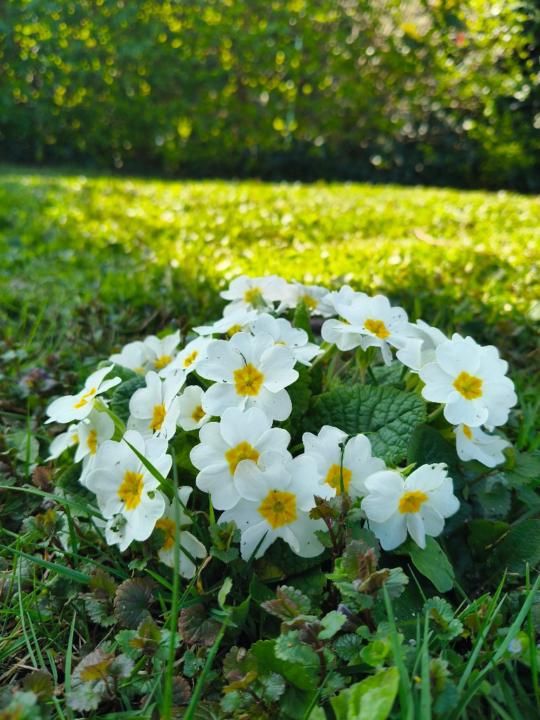 Fleur rouge Mystilyé